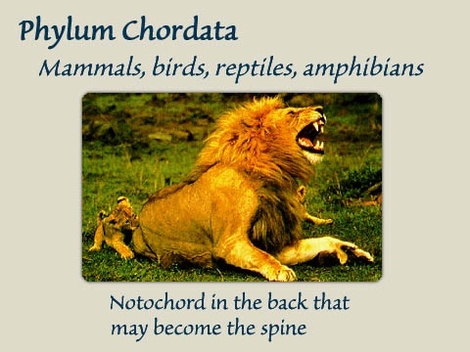 What are some examples from the phylum chordata?