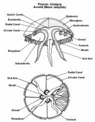Cnidaria - CIRCULATORY SYSTEM